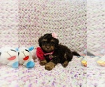 Small Photo #4 Maltipoo Puppy For Sale in VALLEY CENTER, CA, USA