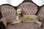 Small Photo #1 Labradoodle Puppy For Sale in MERIDIAN, TX, USA