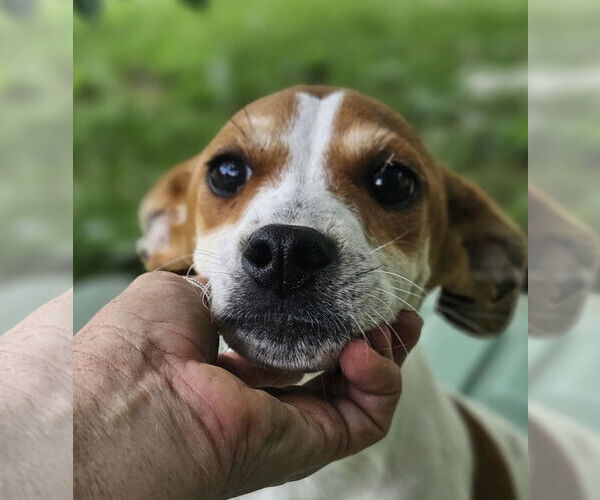 Medium Photo #1 Raggle Puppy For Sale in Wakefield, RI, USA