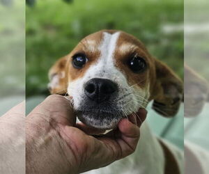 Raggle Dogs for adoption in Wakefield, RI, USA