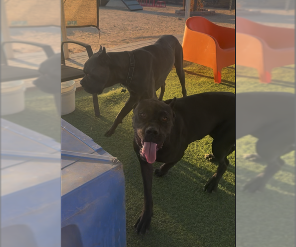 Medium Photo #2 Mutt Puppy For Sale in Goodyear, AZ, USA