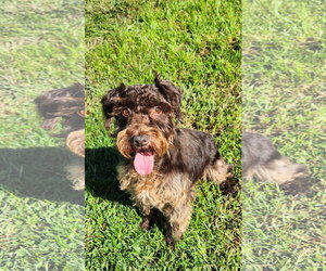 - Mix Dogs for adoption in Smithfield, PA, USA