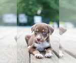 Small #1 Siberian Husky Mix