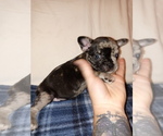 Small Photo #3 French Bulldog Puppy For Sale in LAMAR, MS, USA