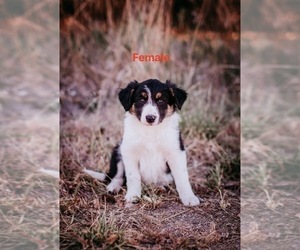 Border Collie Puppy for sale in PRETTY PRAIRIE, KS, USA