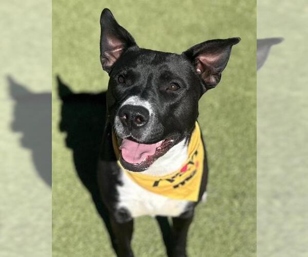 Medium Photo #2 Mutt Puppy For Sale in Newton, NC, USA