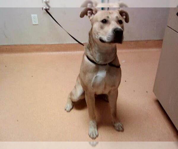 Medium Photo #1 American Pit Bull Terrier-Unknown Mix Puppy For Sale in Martinez, CA, USA