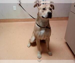 American Pit Bull Terrier-Unknown Mix Dogs for adoption in Martinez, CA, USA