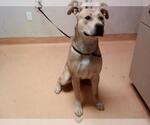 Small American Pit Bull Terrier Mix