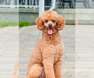 Father of the Poodle (Miniature) puppies born on 04/22/2025