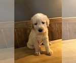 Small Photo #18 Labradoodle Puppy For Sale in ROBERTA, GA, USA