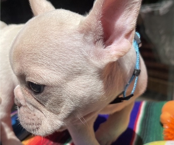 Medium Photo #4 Faux Frenchbo Bulldog Puppy For Sale in HOODSPORT, WA, USA