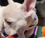 Small #3 Faux Frenchbo Bulldog