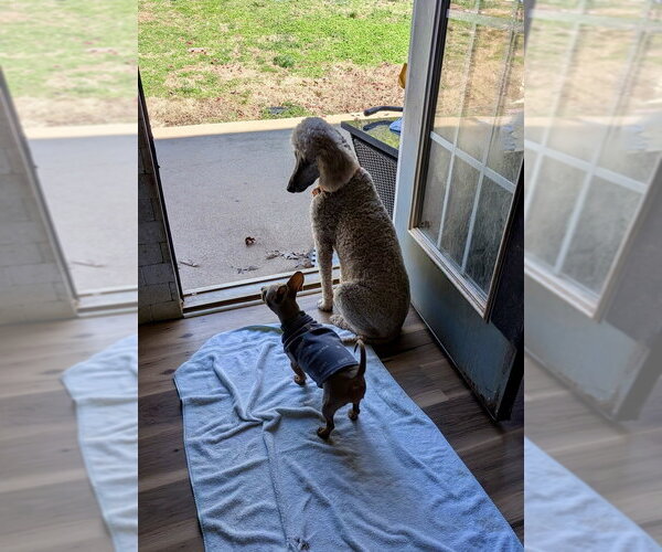 Medium Photo #4 Mutt Puppy For Sale in Mooresville, NC, USA