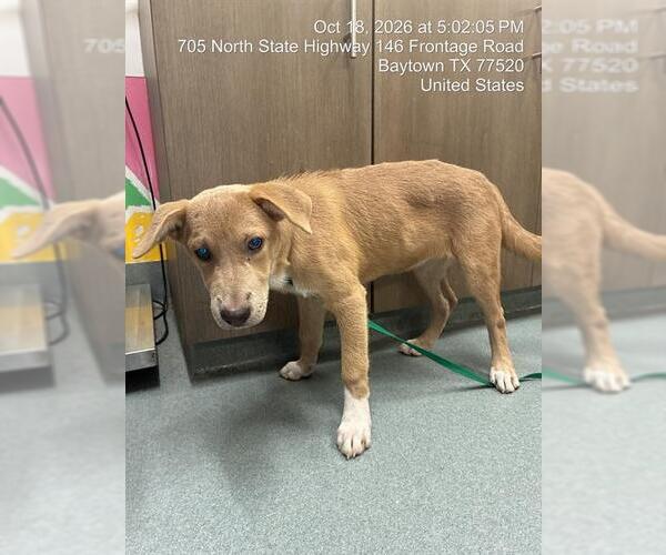 Medium Photo #1 Unknown-Vizsla Mix Puppy For Sale in Baytown, TX, USA