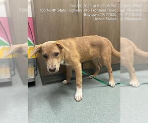 Unknown-Vizsla Mix Dogs for adoption in Baytown, TX, USA