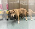 LUCIA - Female Unknown-Vizsla Mix Dog for Adoption - Small photo