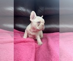 Small #2 French Bulldog