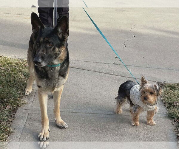 Medium Photo #14 German Shepherd Dog Puppy For Sale in Gretna, NE, USA
