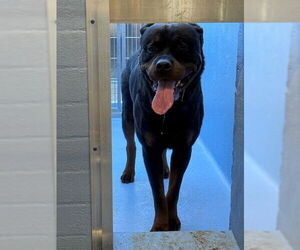 Rottweiler Dogs for adoption in Downey, CA, USA