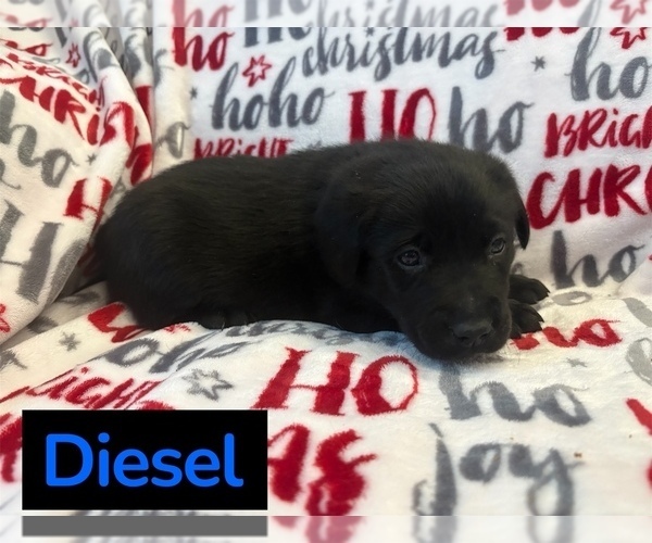 Medium Photo #4 Labrador Retriever Puppy For Sale in FAYETTEVILLE, OH, USA