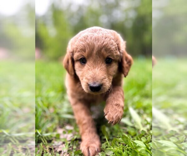 Medium Photo #5 Double Doodle Puppy For Sale in PALMER, AK, USA