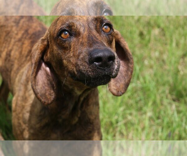 Medium Photo #2 Plott Hound-Unknown Mix Puppy For Sale in Jackson, MS, USA