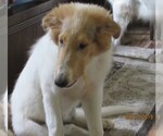 Small Photo #11 Collie Puppy For Sale in WILMINGTON, NC, USA