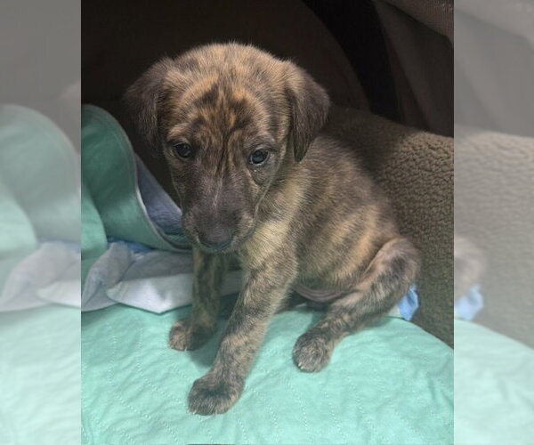 Medium Photo #3 German Shepherd Dog-Plott Hound Mix Puppy For Sale in Cary, NC, USA