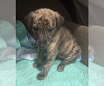 Small #2 German Shepherd Dog-Plott Hound Mix
