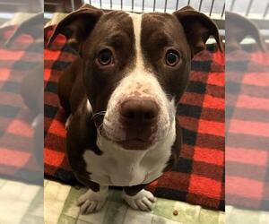 Staffordshire Bull Terrier-Unknown Mix Dogs for adoption in Santa Cruz, CA, USA