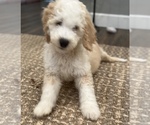 Small Photo #4 Double Doodle Puppy For Sale in PINELLAS PARK, FL, USA