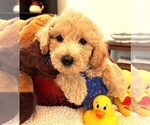 Puppy Oliver Miniature Labradoodle