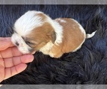 Small #18 Shih Tzu