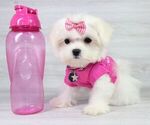 Small Photo #6 Maltese Puppy For Sale in LAS VEGAS, NV, USA