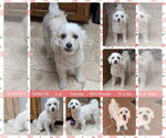 Small Poodle (Miniature)
