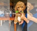Small #4 Poodle (Standard)