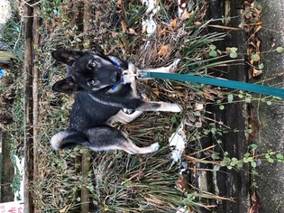 Norwegian Buhund-Siberian Husky Mix Puppy for sale in CRYSTAL RIVER, FL, USA
