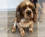 Small #2 Cocker Spaniel