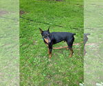 Small #6 Doberman Pinscher