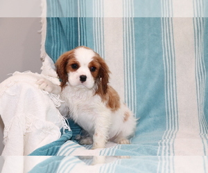 Cavalier King Charles Spaniel Puppy for sale in SHILOH, OH, USA