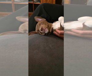 Skywalker - Female Mutt Dog for Adoption - Photo #2