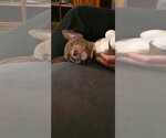 Small Photo #2 Mutt Puppy For Sale in New London, WI, USA