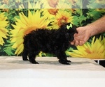 Melina - Female Poodle (Toy) Puppy for Sale - Photo #23