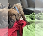 Small #9 Boxer