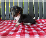 Small #1 Dachshund