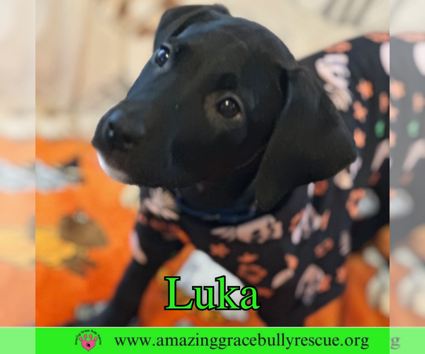 Medium Photo #2 Bulldog-Labrador Retriever Mix Puppy For Sale in Pensacola, FL, USA