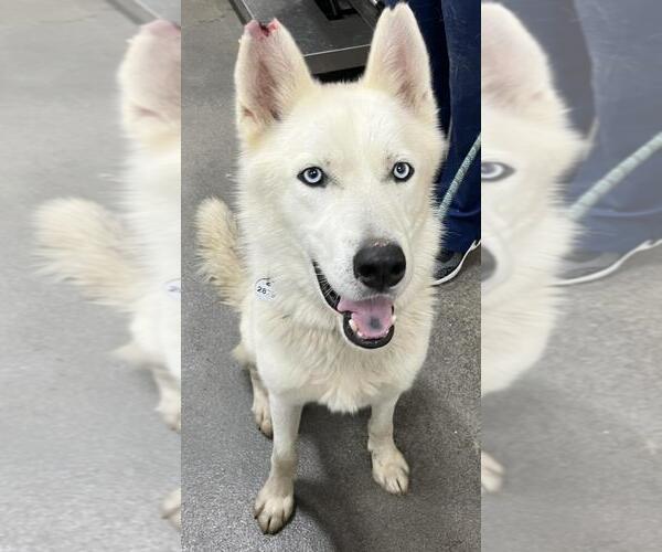 Medium Photo #1 German Shepherd Dog-Siberian Husky Mix Puppy For Sale in Forestville, MD, USA