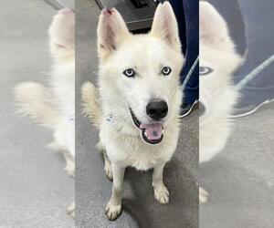 German Shepherd Dog-Siberian Husky Mix Dogs for adoption in Forestville, MD, USA