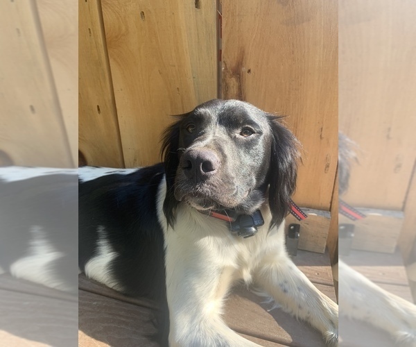 Medium Photo #1 Brittany Puppy For Sale in REHOBOTH, MA, USA